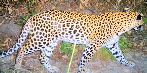 Leopard Camera Project