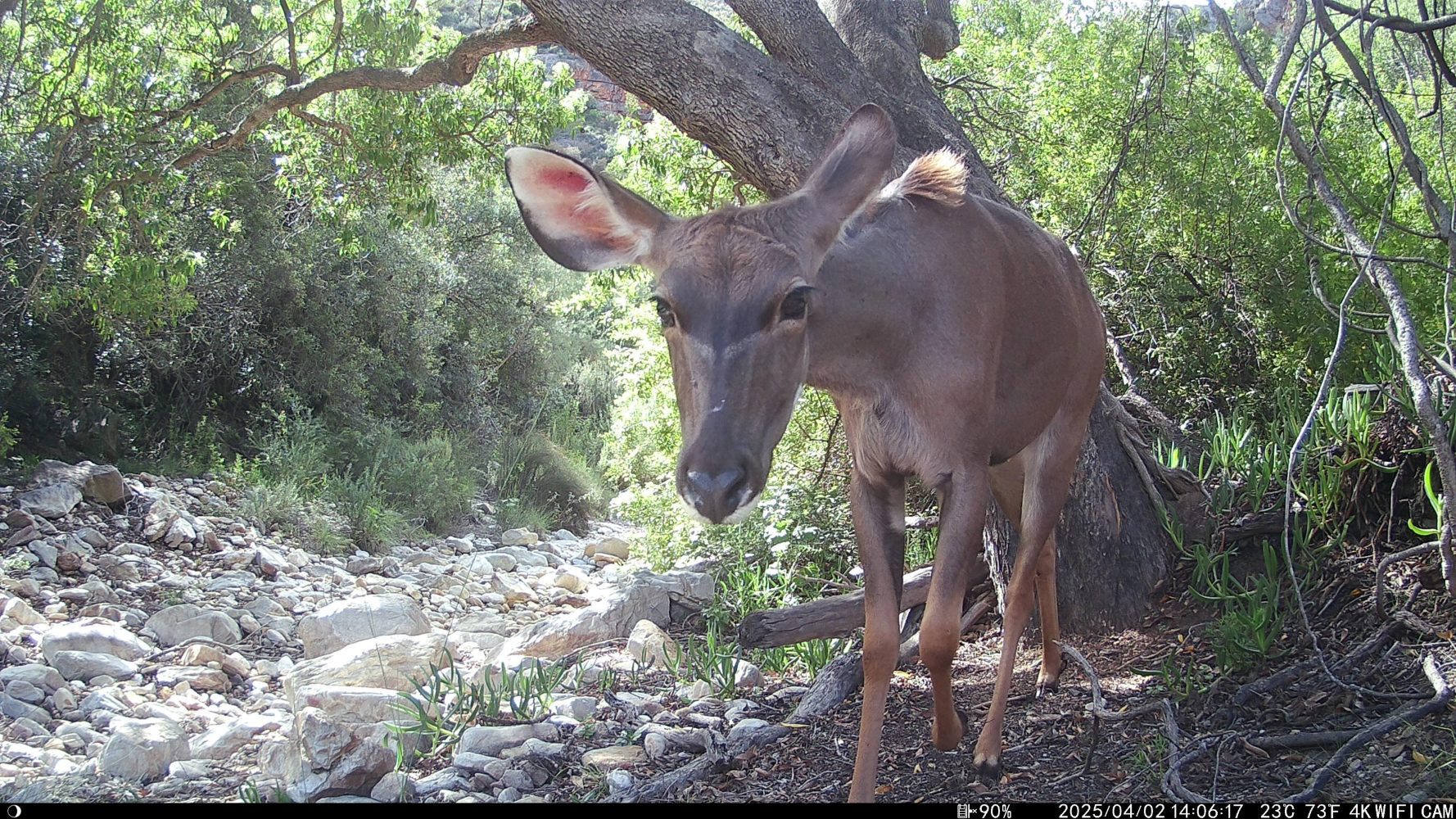 kudu cow photo