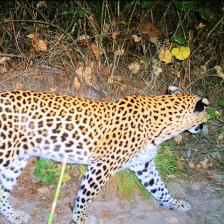 Kids take on year long research project on the Leopards of the Leopard Trail